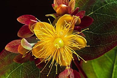 《自杀小队：杀死正义联盟》首曝故事预告和大量新图